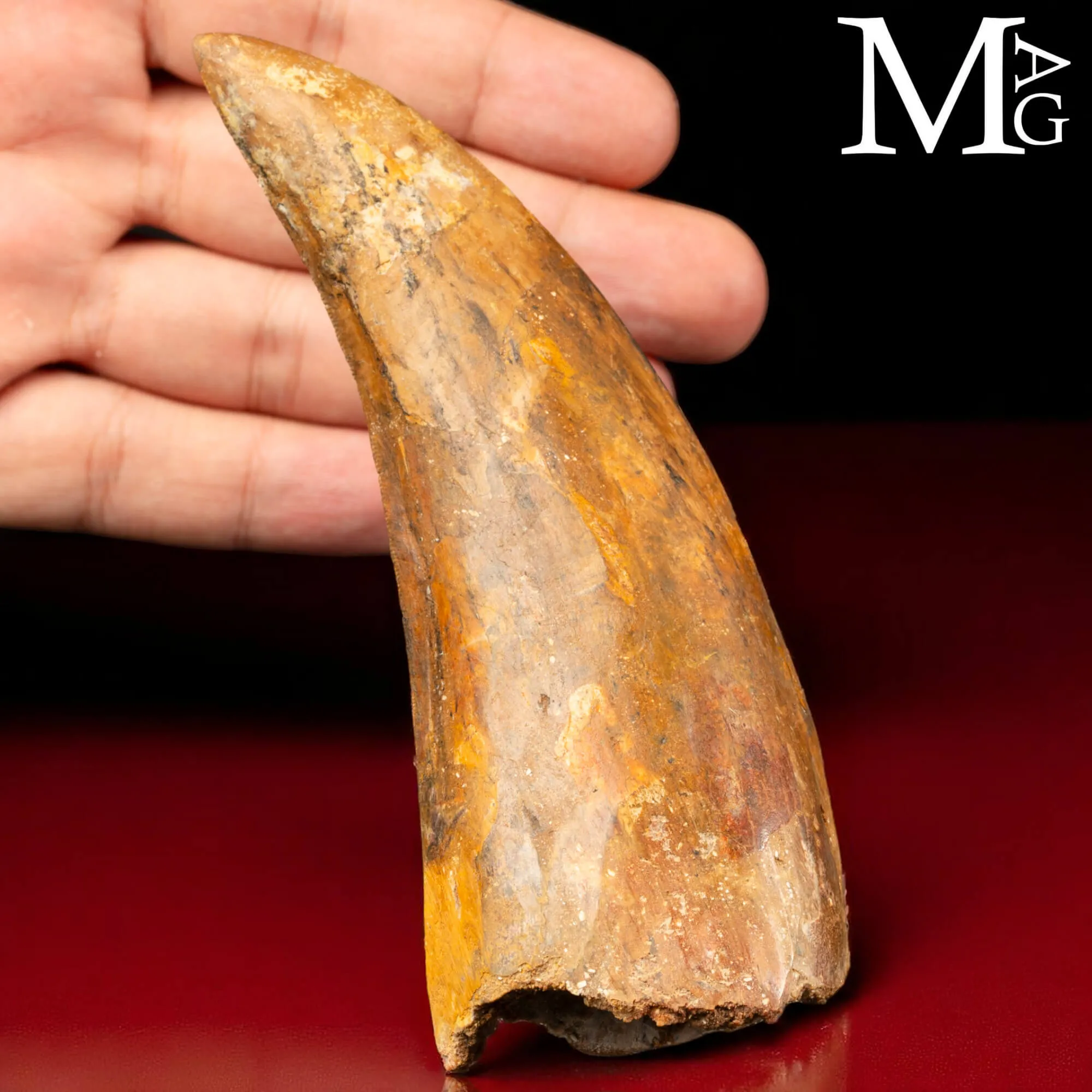 Dente Fossile di Carcharodontosaurus Saharicus – 130 mm