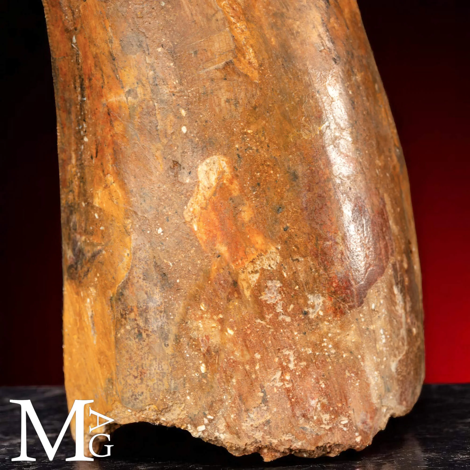 Dente Fossile di Carcharodontosaurus Saharicus – 130 mm
