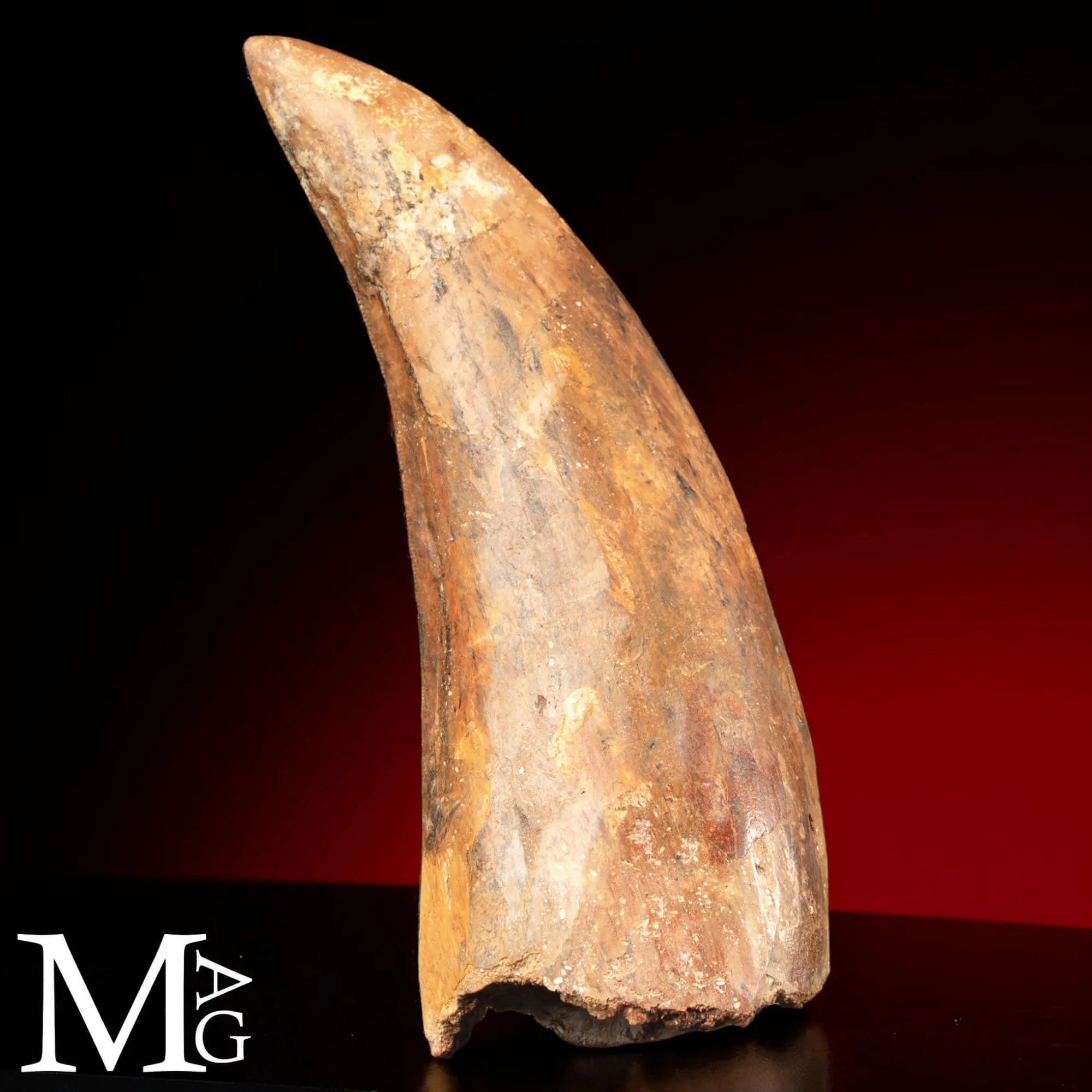 Dente Fossile di Carcharodontosaurus Saharicus – 130 mm