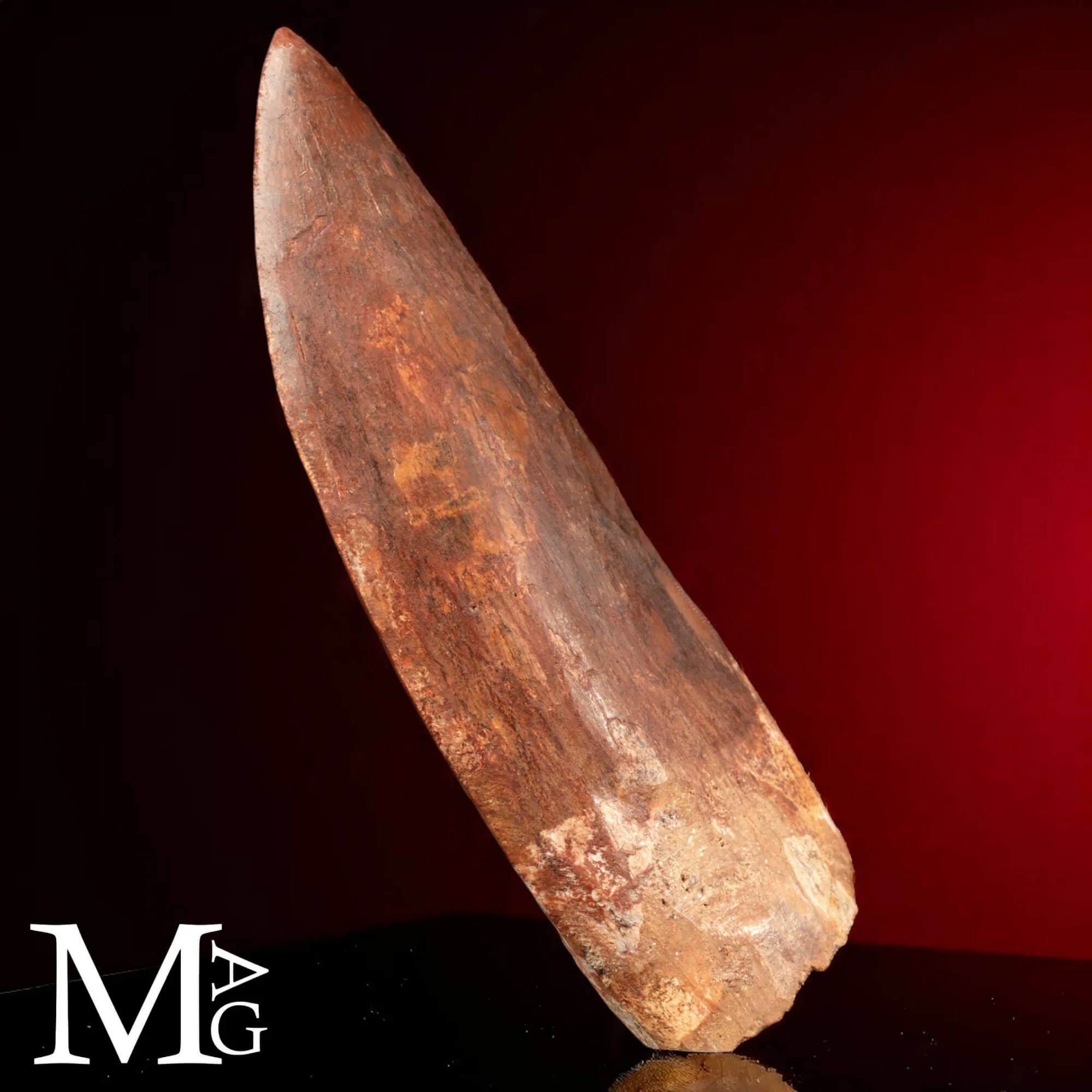 Dente Fossile di Carcharodontosaurus Saharicus – 130 mm