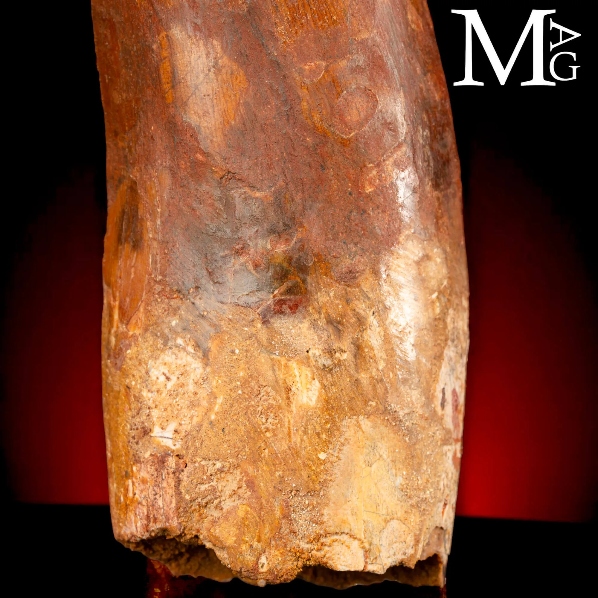 Dente Fossile di Carcharodontosaurus Saharicus – 130 mm