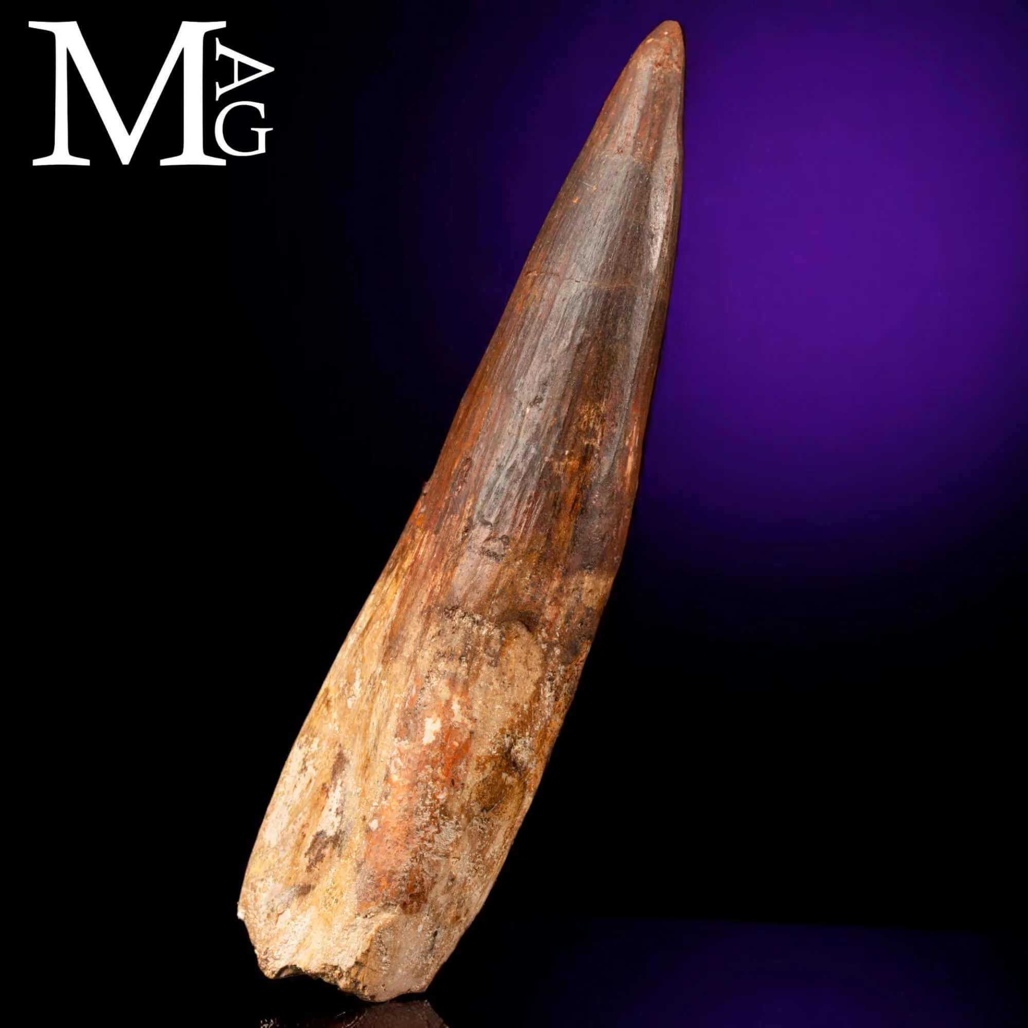 Dente Fossile di Spinosaurus – Predatore Cretacico del Nord Africa