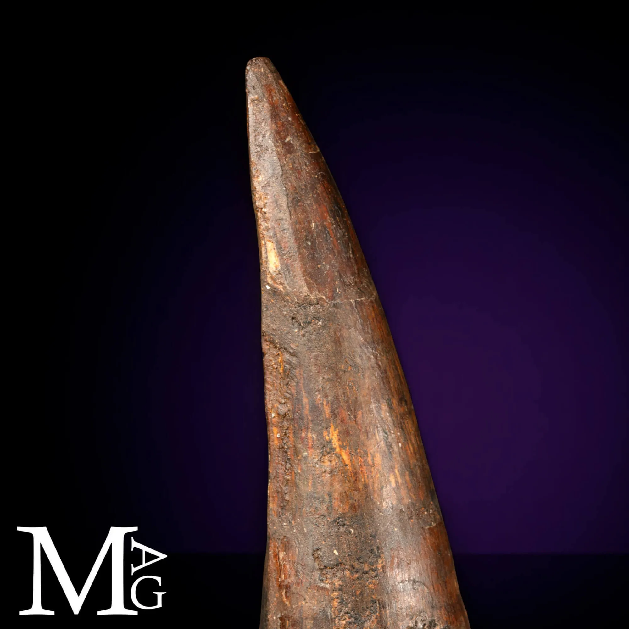 Dente Fossile di Spinosaurus – Predatore semiacquatico