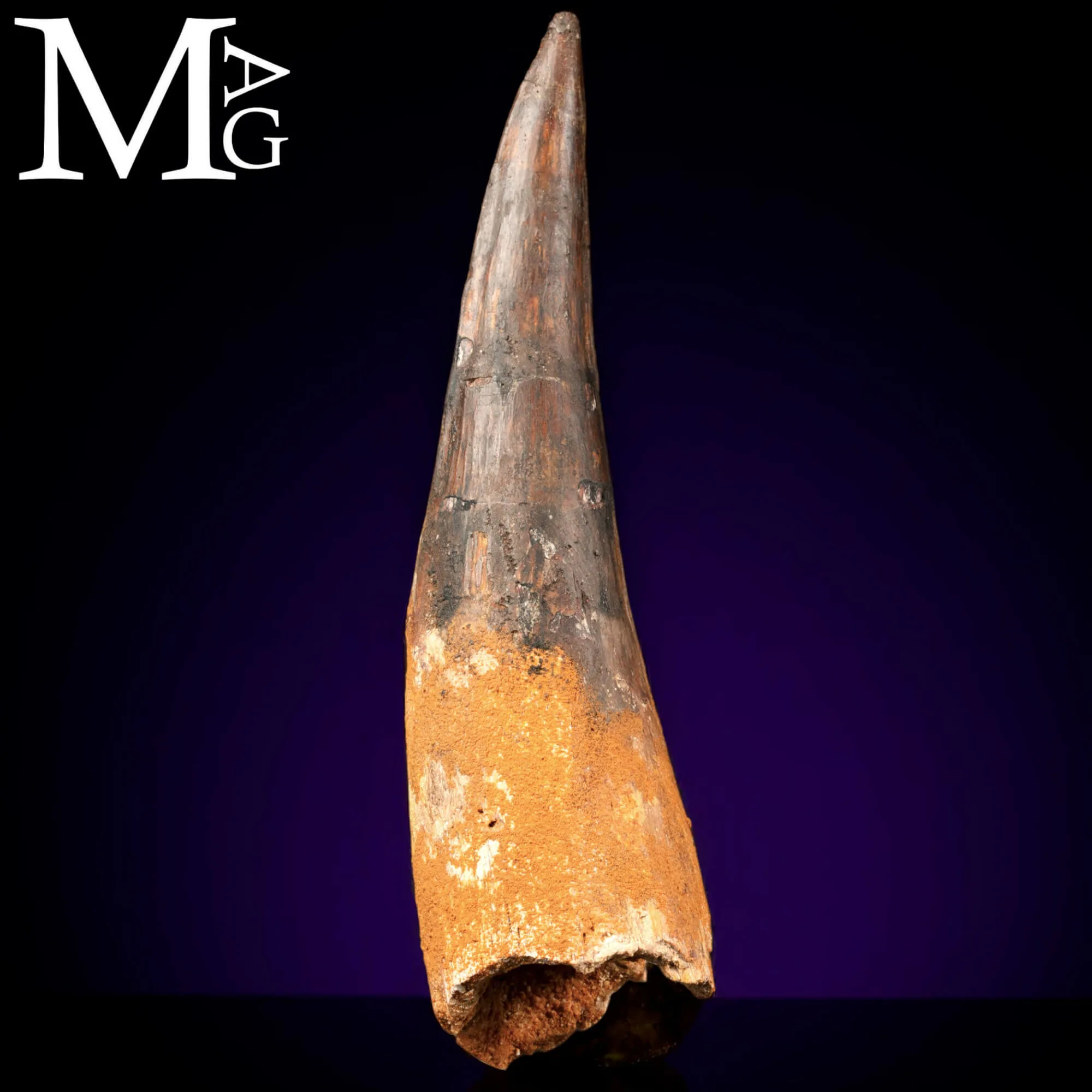 Dente Fossile di Spinosaurus – Predatore semiacquatico
