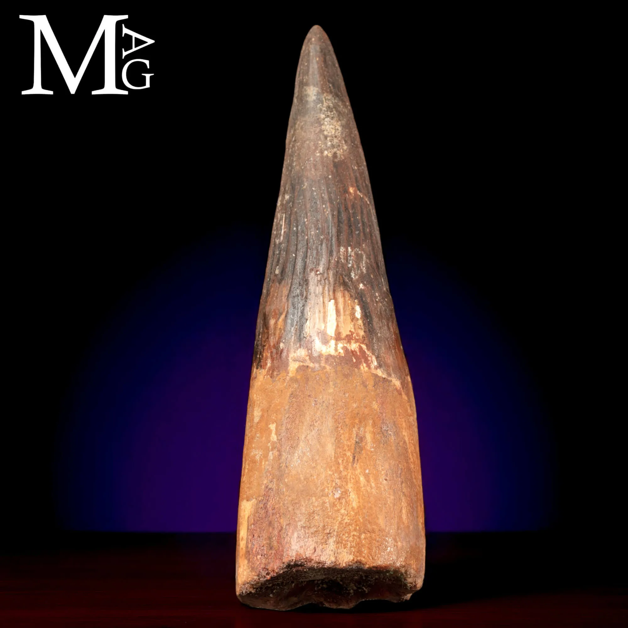 Dente Fossile di Spinosaurus