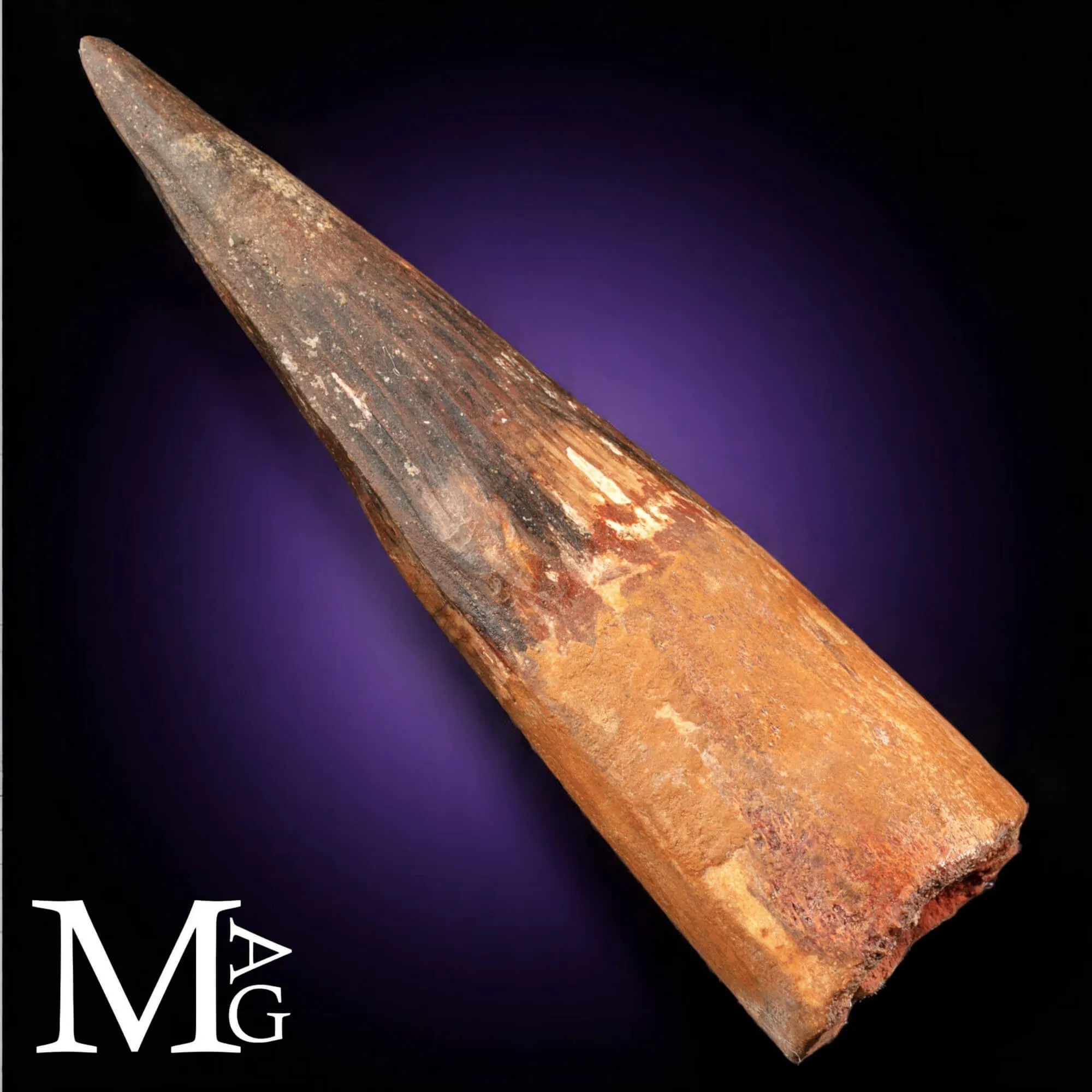 Dente Fossile di Spinosaurus
