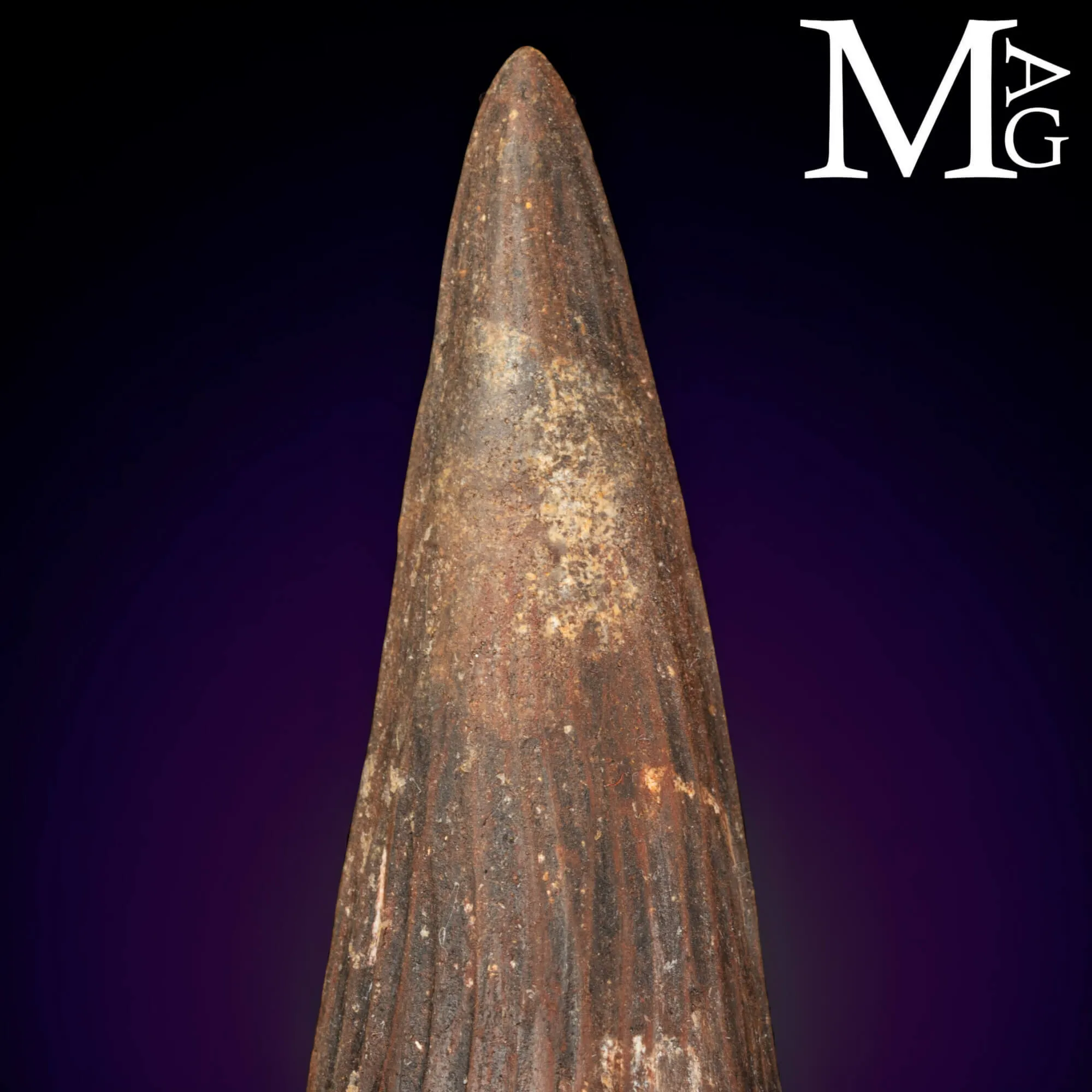 Dente Fossile di Spinosaurus