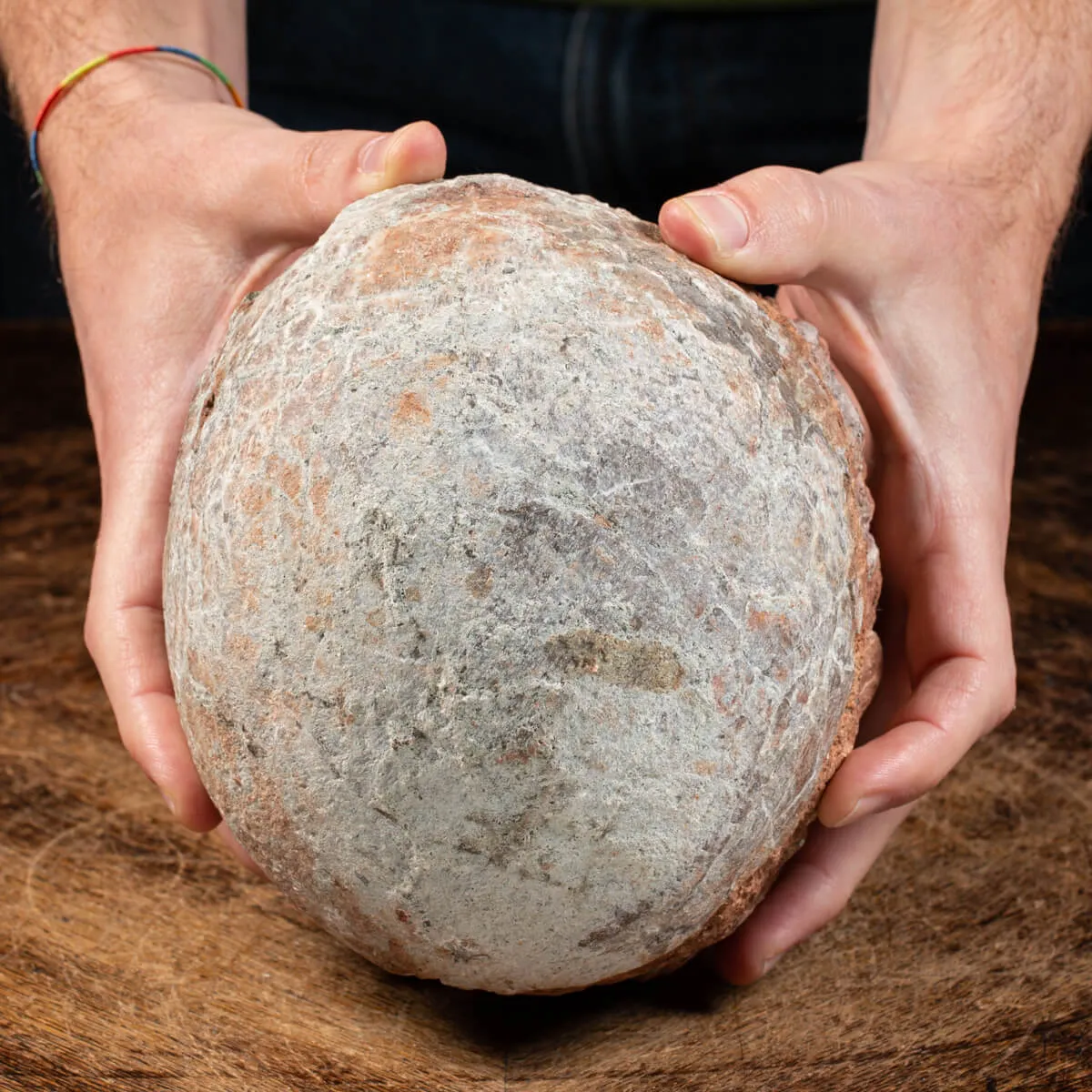 Uovo Fossile Saurolophus
