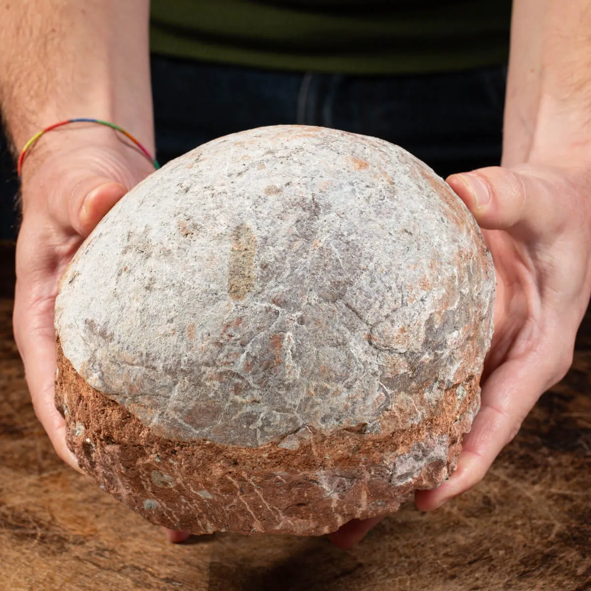Uovo Fossile Saurolophus