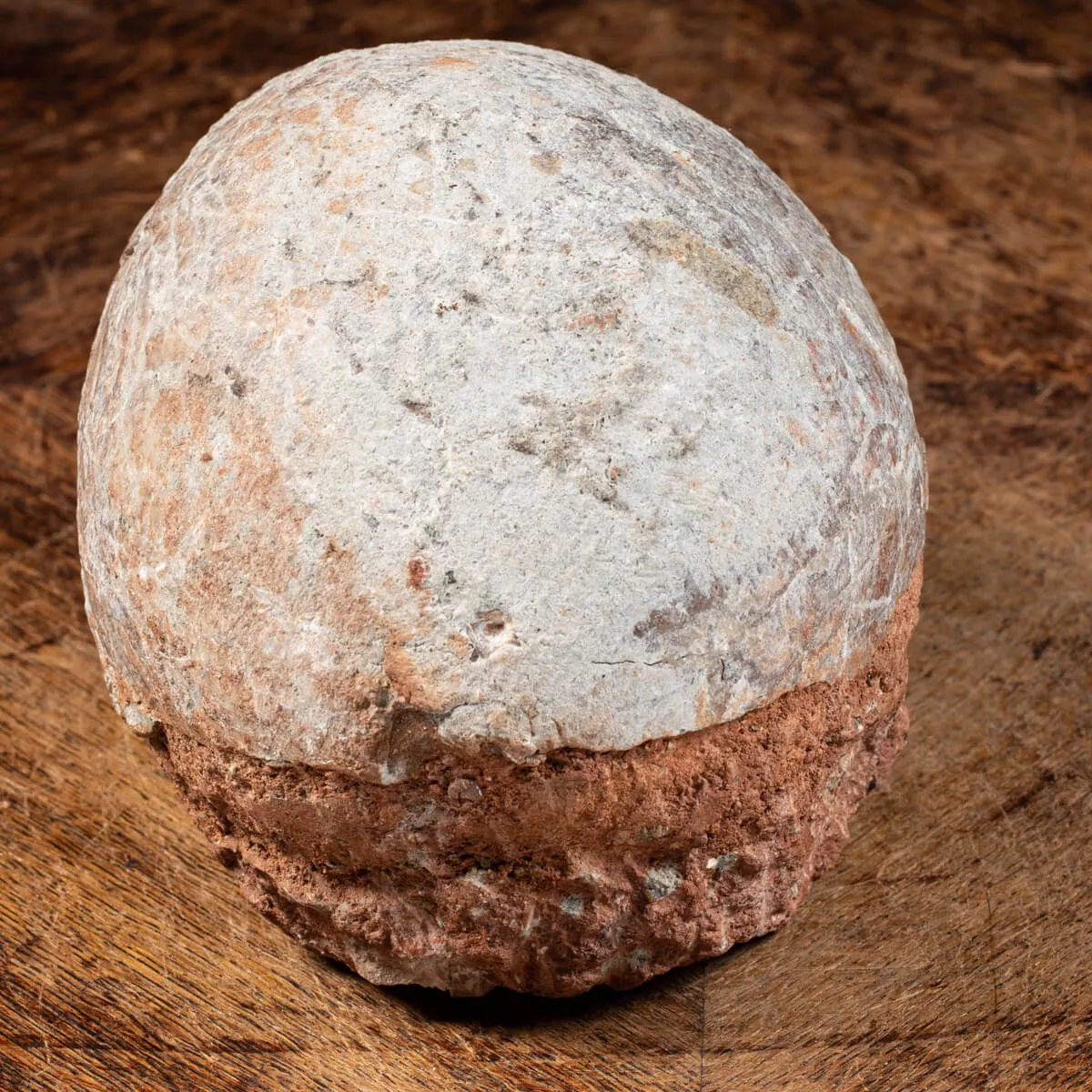 Uovo Fossile Saurolophus