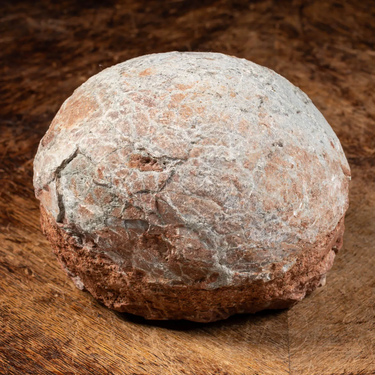 Uovo Fossile Saurolophus