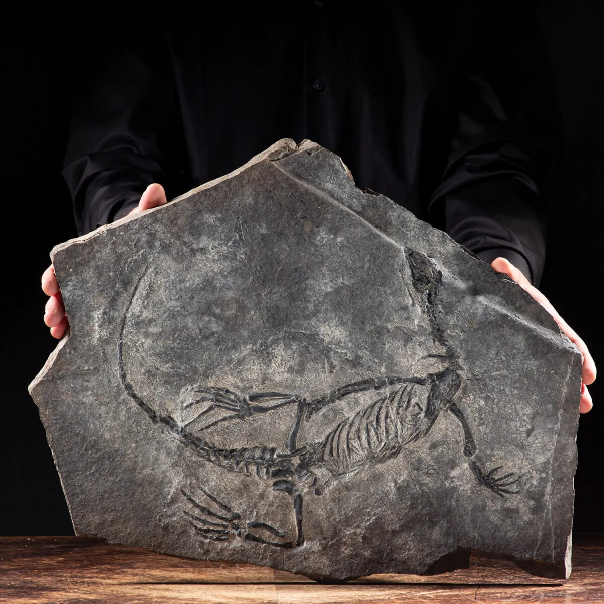 Claudiosaurus Germaini