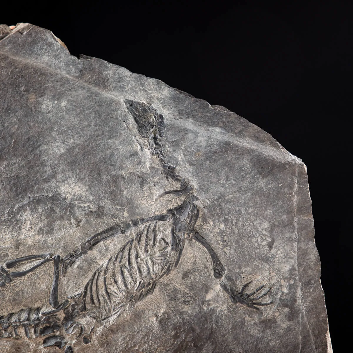Claudiosaurus Germaini