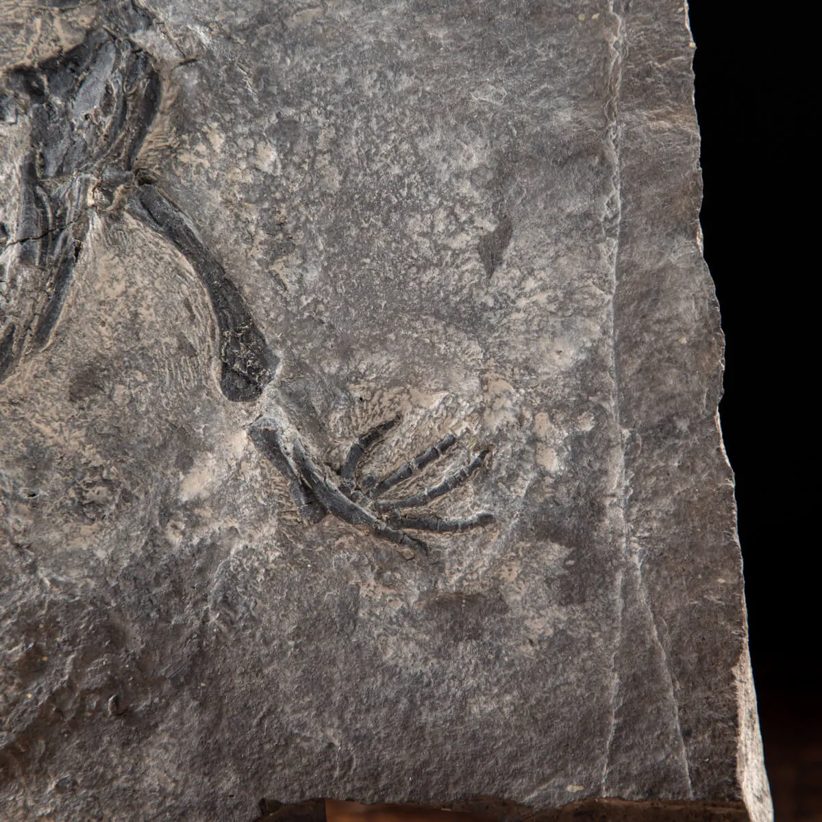Claudiosaurus Germaini