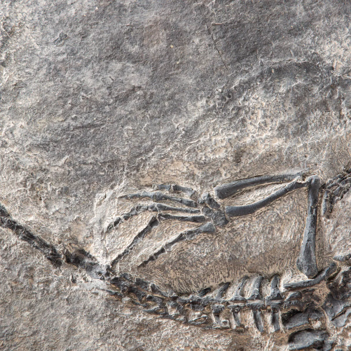 Claudiosaurus Germaini