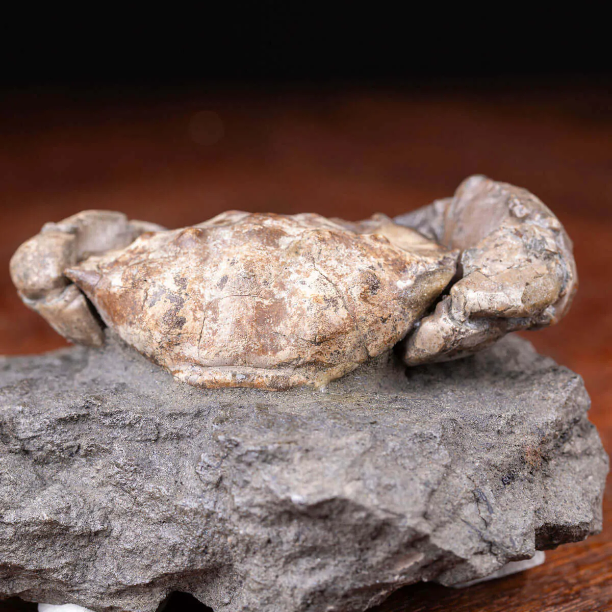 Granchio Pietrificato - Zanthopsis Dufouri (Edwards, 1850)