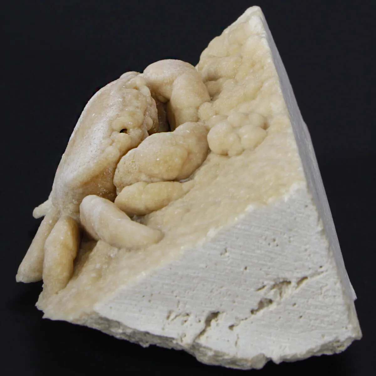Granchio Pietrificato Potamon Potamios
