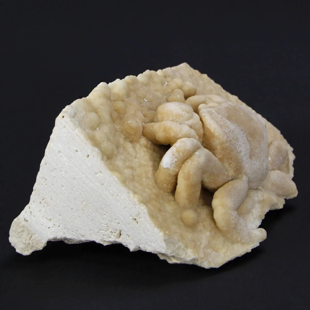 Granchio Pietrificato Potamon Potamios