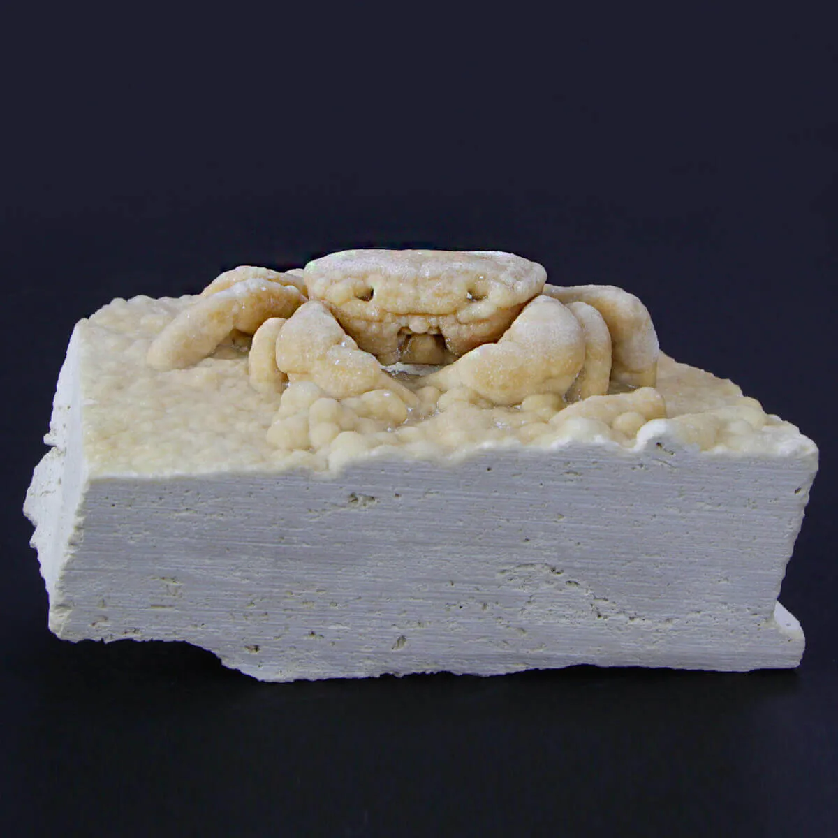 Granchio Pietrificato Potamon Potamios