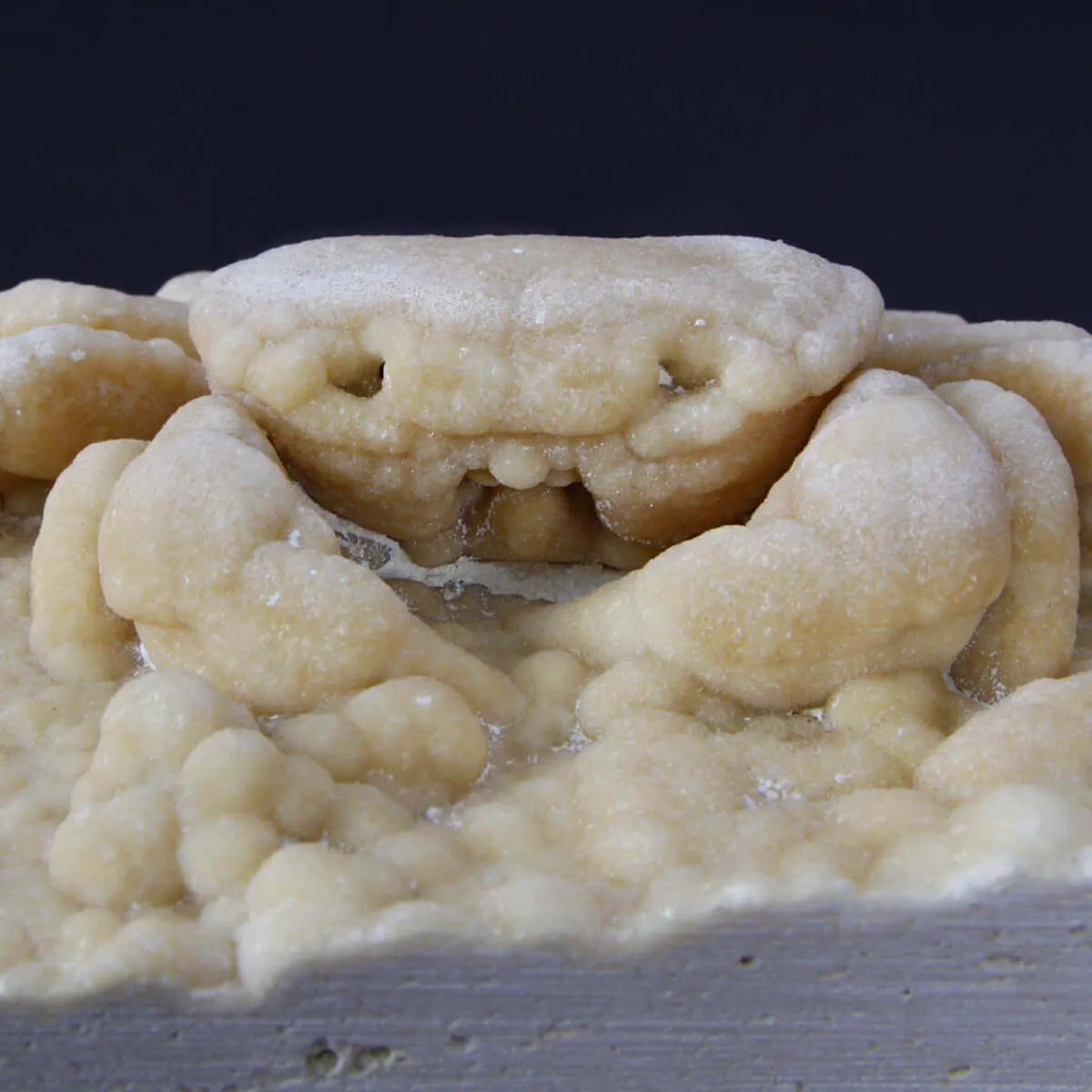 Granchio Pietrificato Potamon Potamios