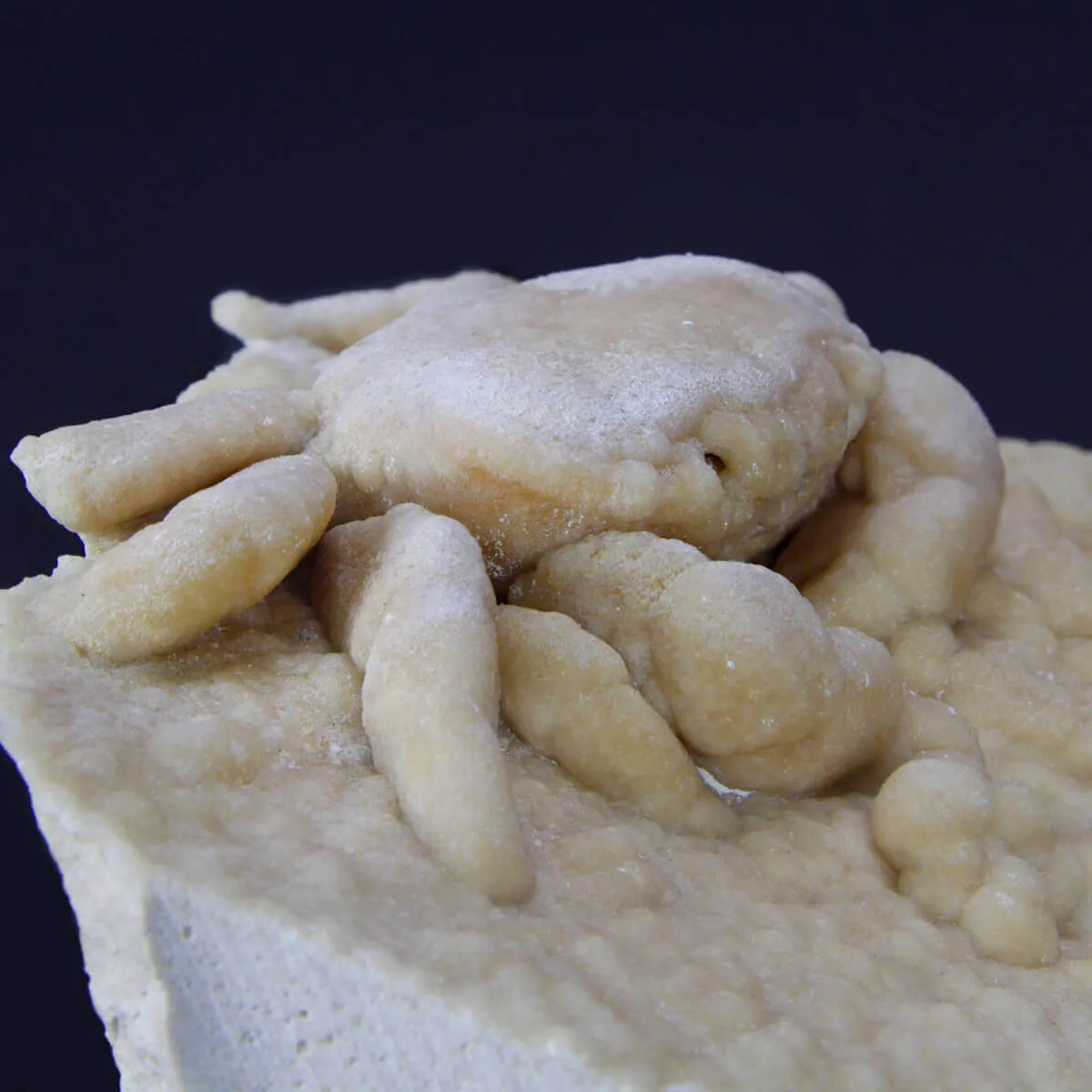 Granchio Pietrificato Potamon Potamios