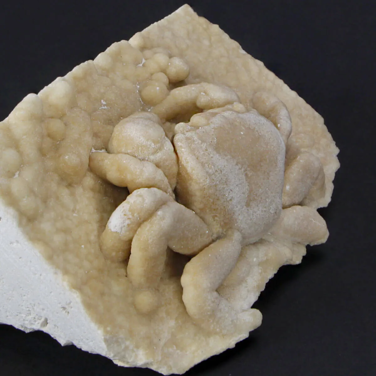 Granchio Pietrificato Potamon Potamios