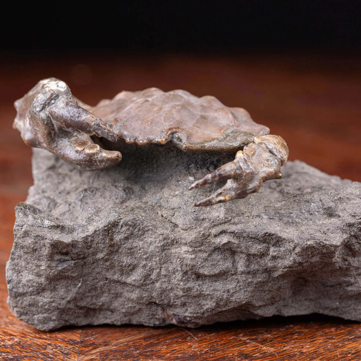 Granchio Fossile - Zanthopsis Dufouri (Edwards, 1850)