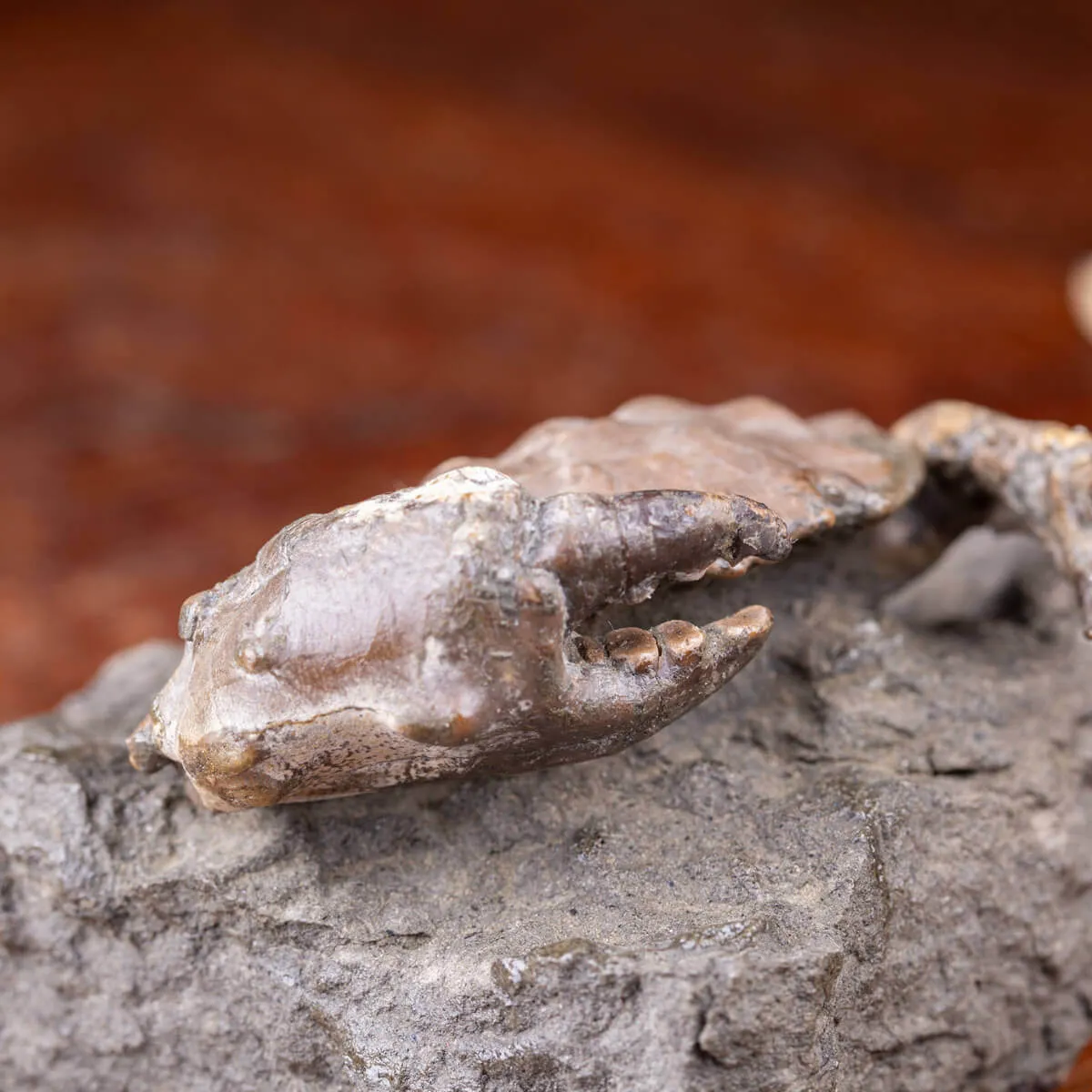 Granchio Fossile - Zanthopsis Dufouri (Edwards, 1850)