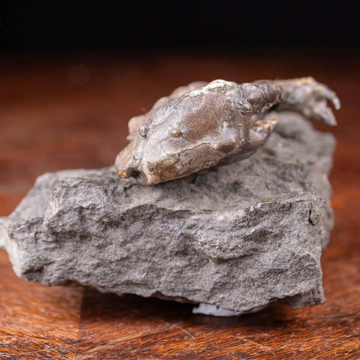Granchio Fossile - Zanthopsis Dufouri (Edwards, 1850)