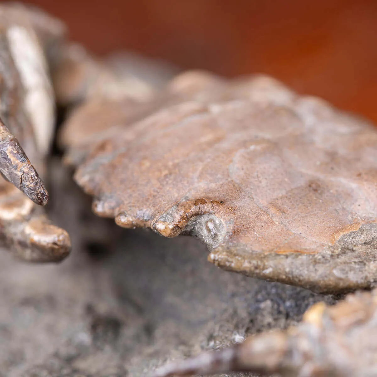 Granchio Fossile - Zanthopsis Dufouri (Edwards, 1850)