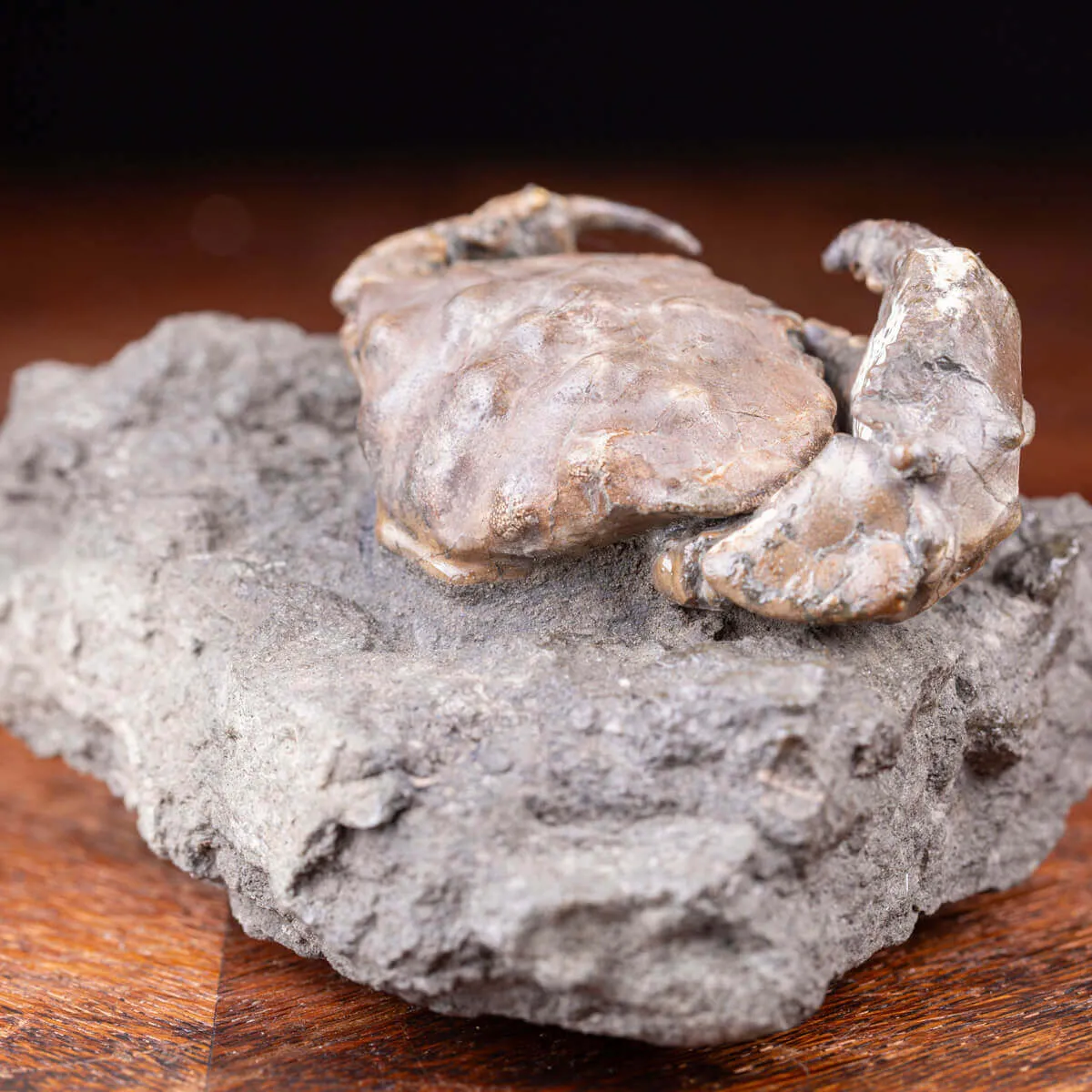 Granchio Fossile - Zanthopsis Dufouri (Edwards, 1850)