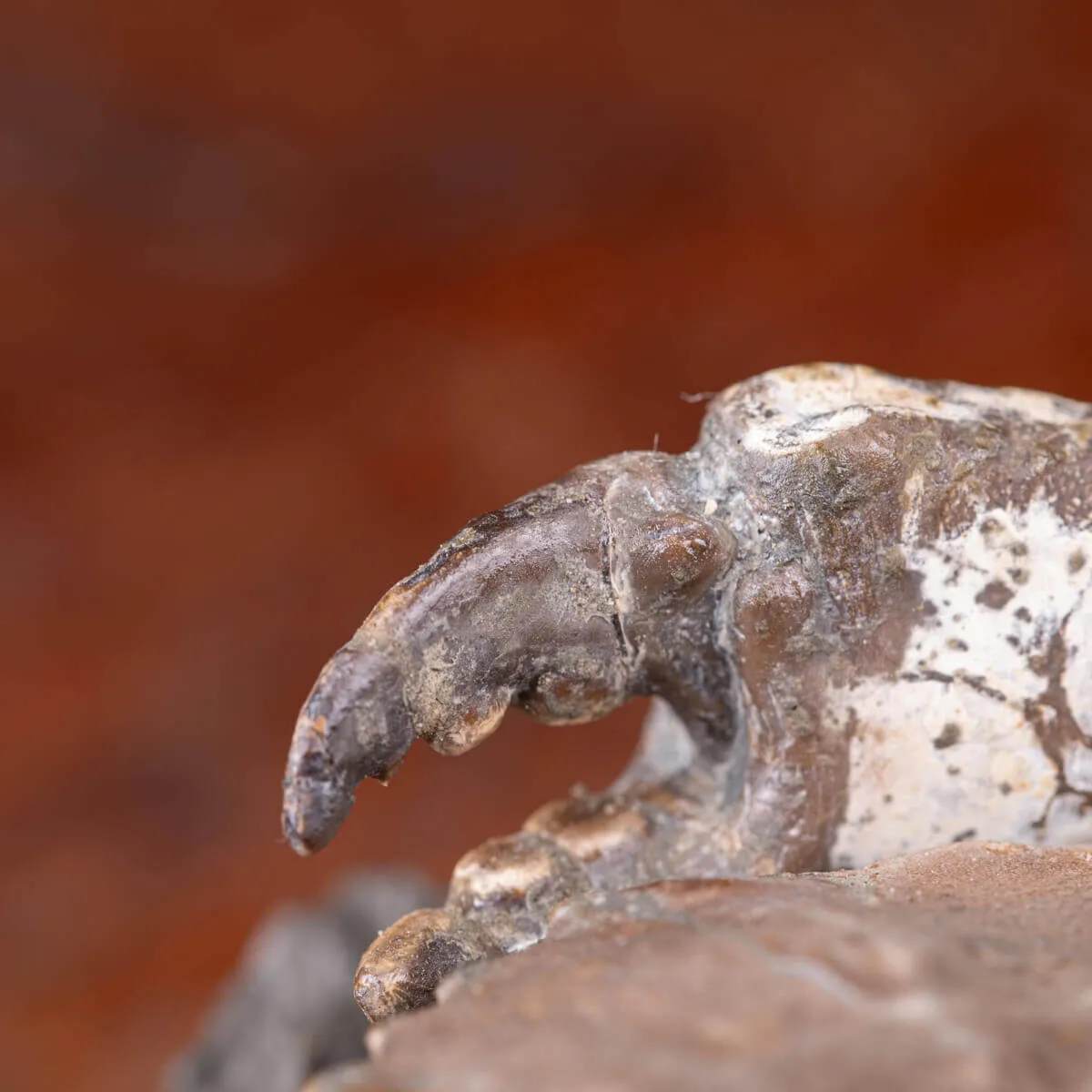 Granchio Fossile - Zanthopsis Dufouri (Edwards, 1850)