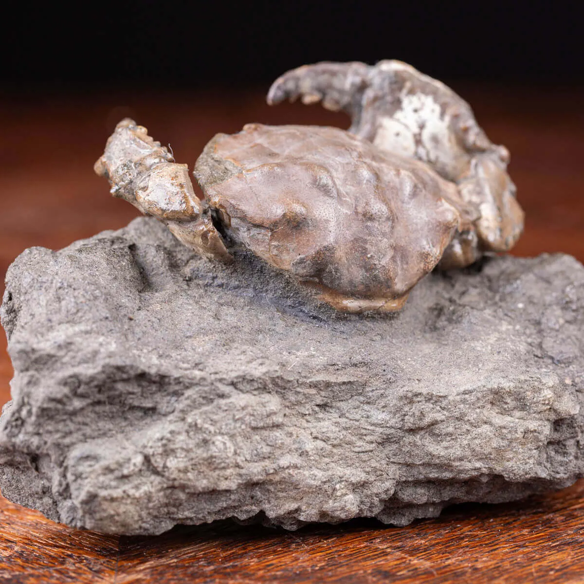 Granchio Fossile - Zanthopsis Dufouri (Edwards, 1850)