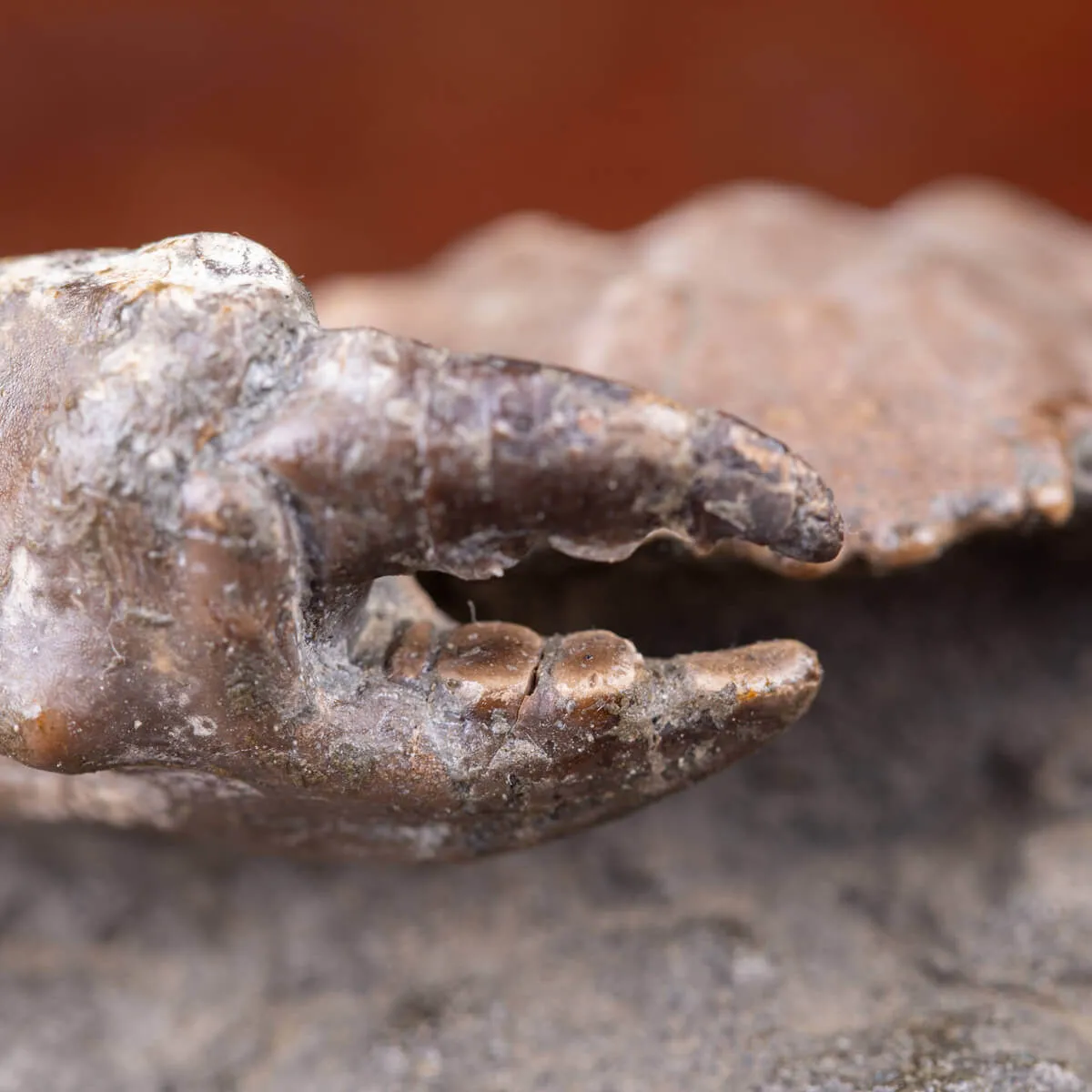 Granchio Fossile - Zanthopsis Dufouri (Edwards, 1850)