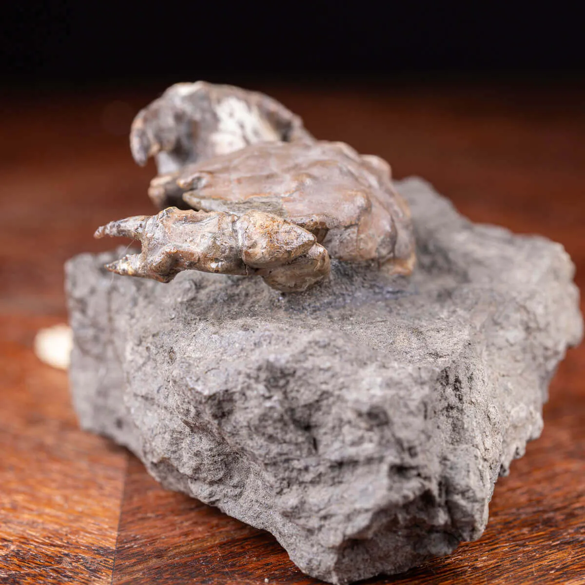 Granchio Fossile - Zanthopsis Dufouri (Edwards, 1850)