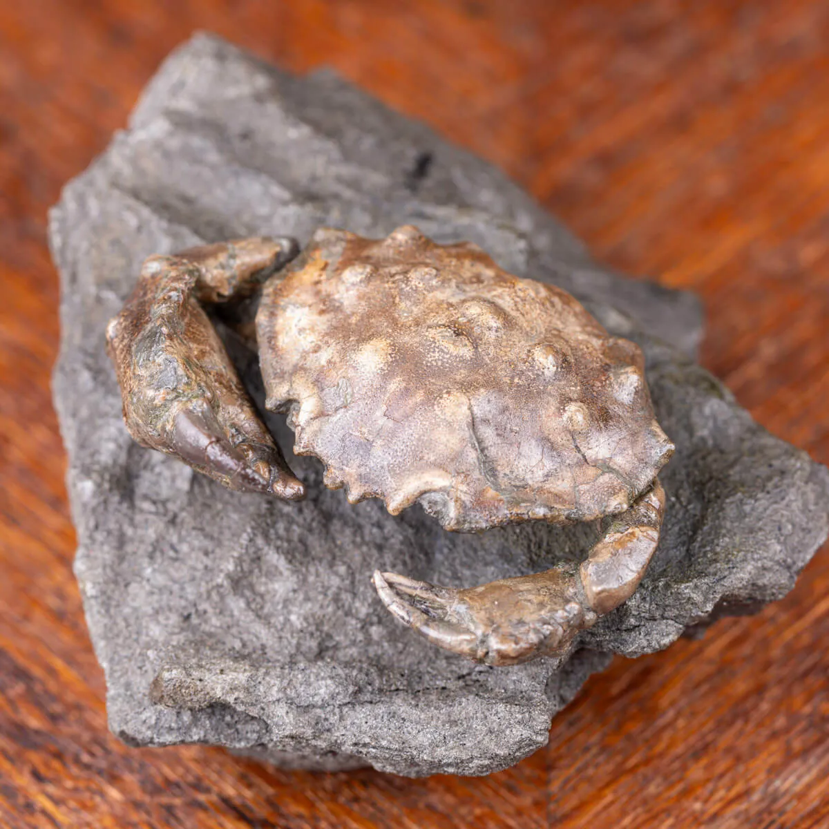 Grancio Marino Fossile Zanthopsis Dufouri (Edwards, 1850)