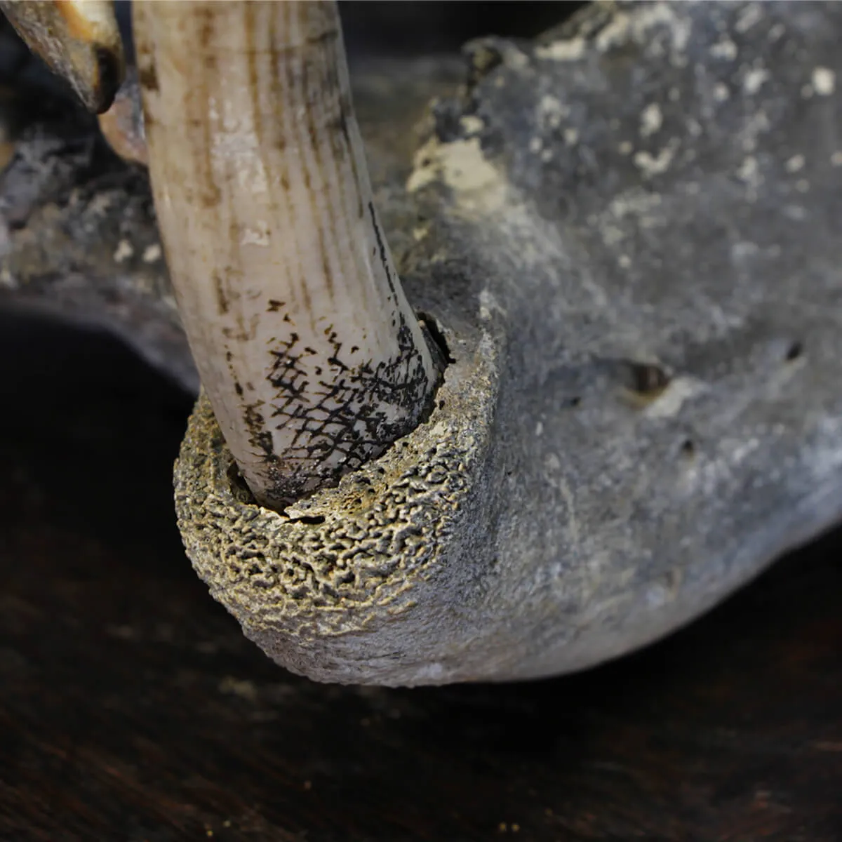 Teschio Fossile di Ippopotamo Lemerlei  
