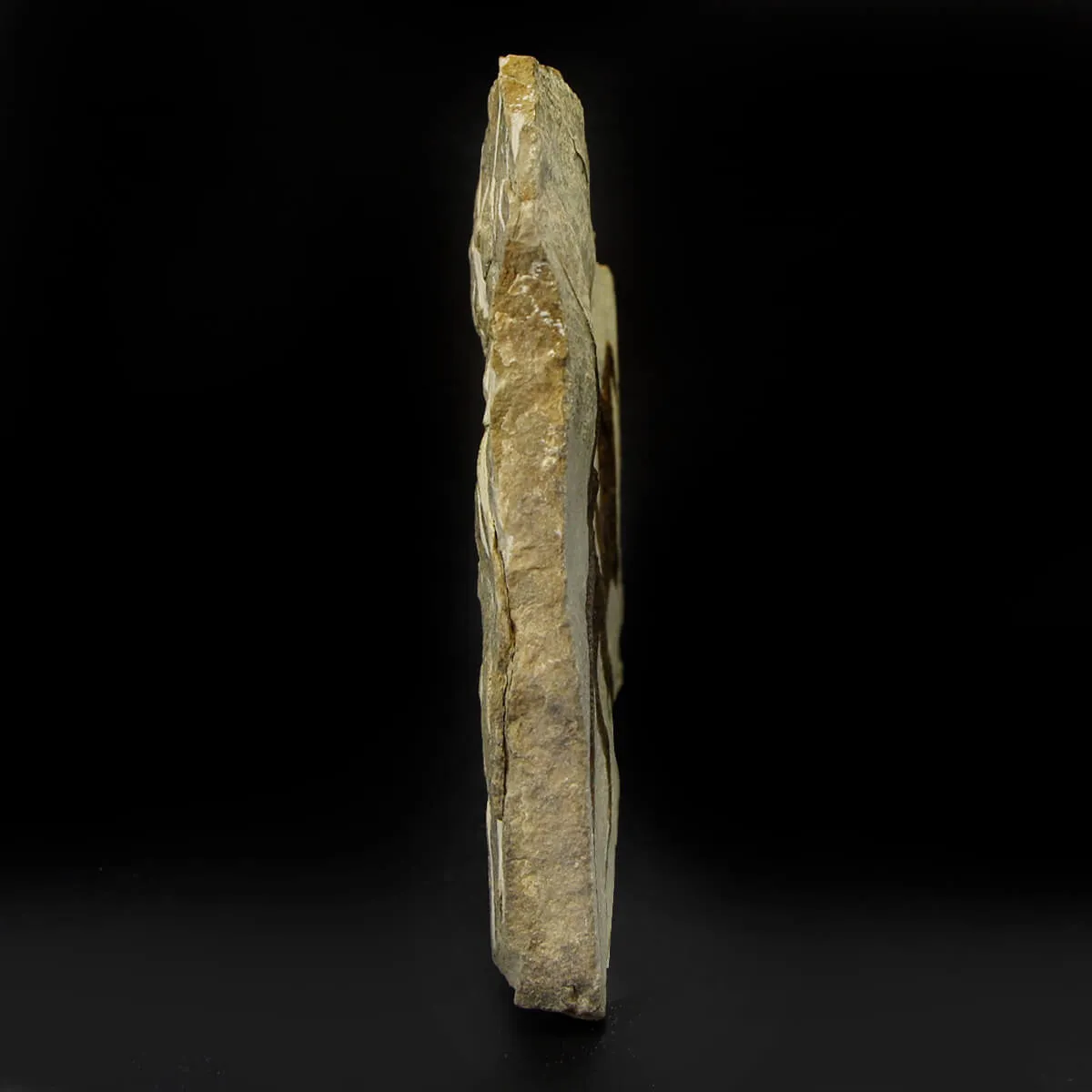 Ophiura