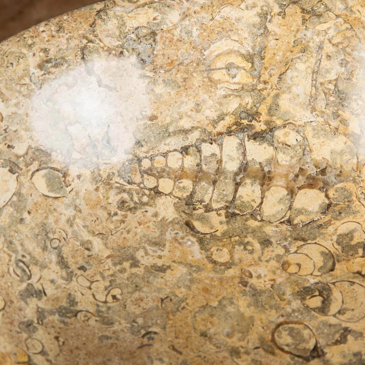 Portafrutta  con Sedimenti Fossili