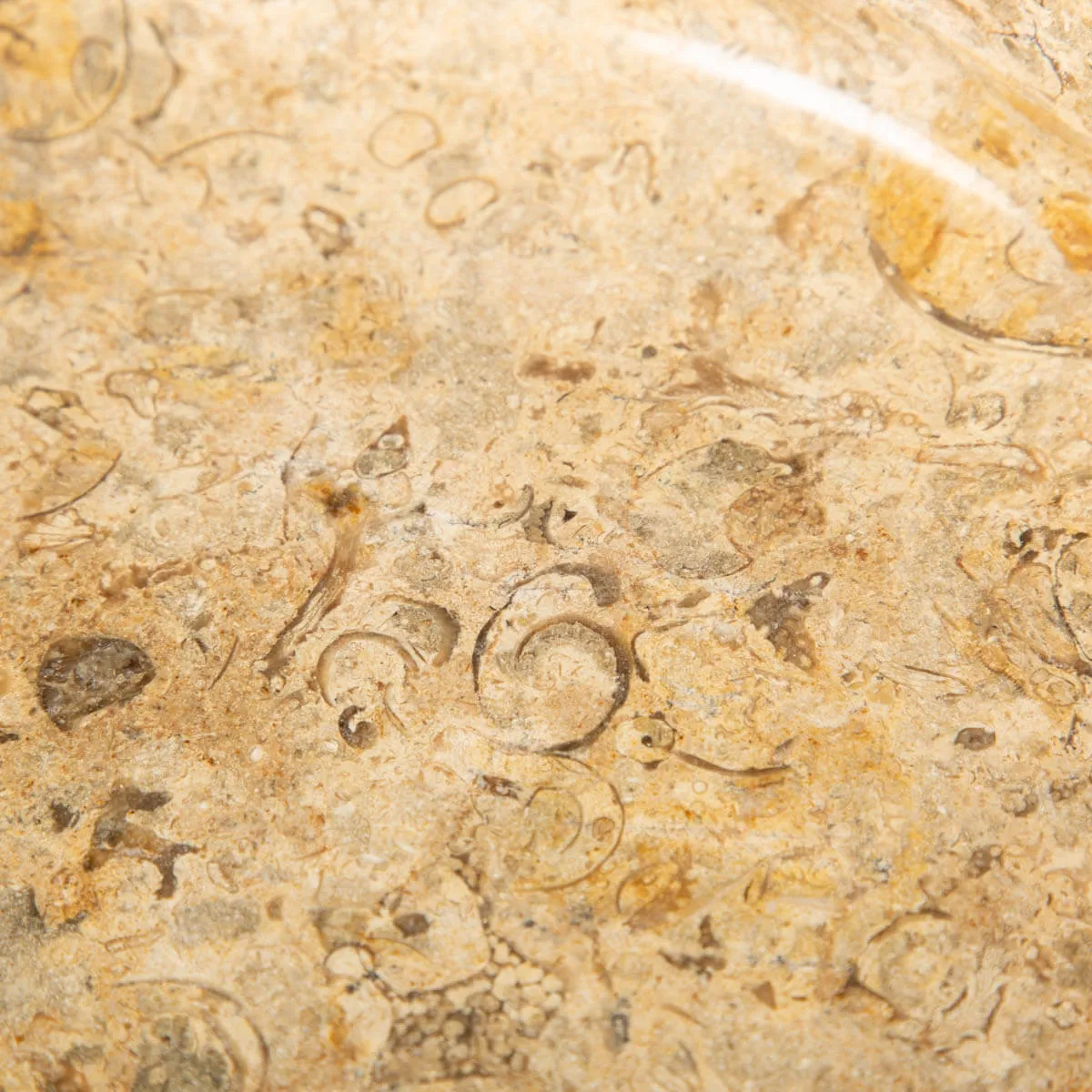 Portafrutta  con Sedimenti Fossili