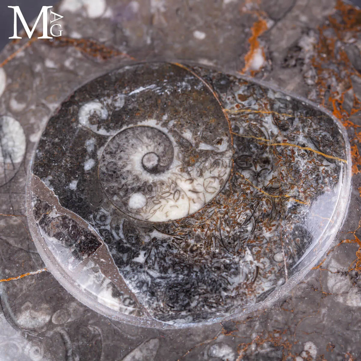 Contenitore  in roccia fossilifera – Ammonite