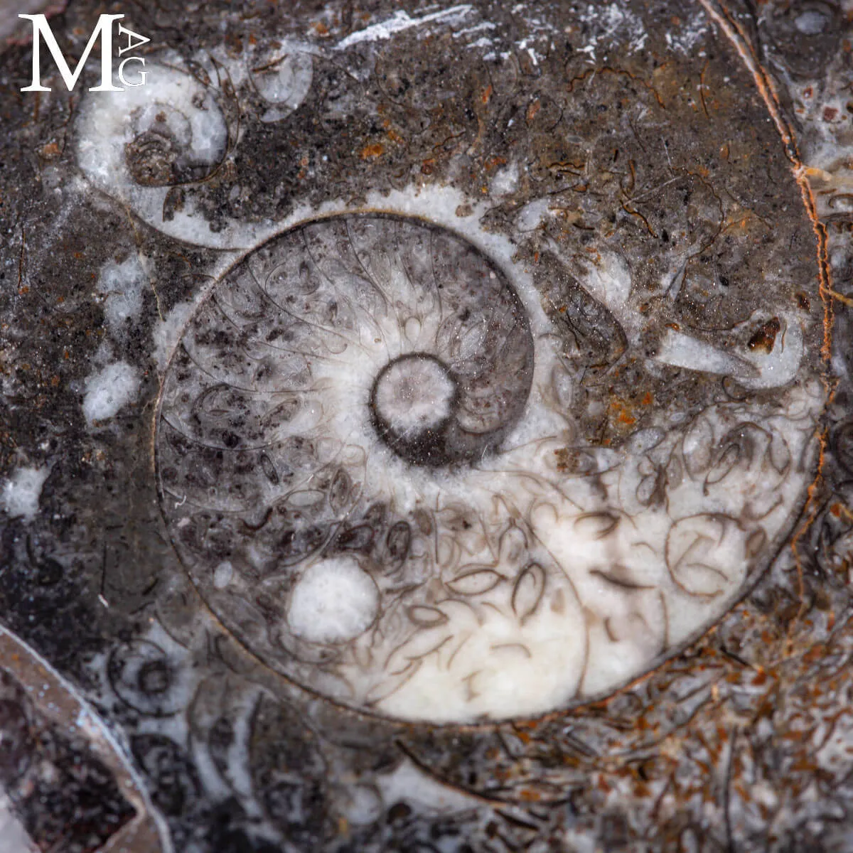 Contenitore  in roccia fossilifera – Ammonite