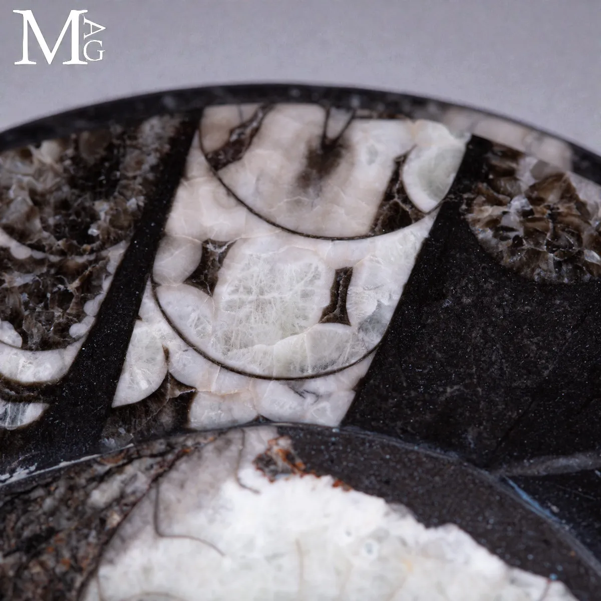 Contenitore in Roccia fossilifera - Ammonite e Orthoceras
