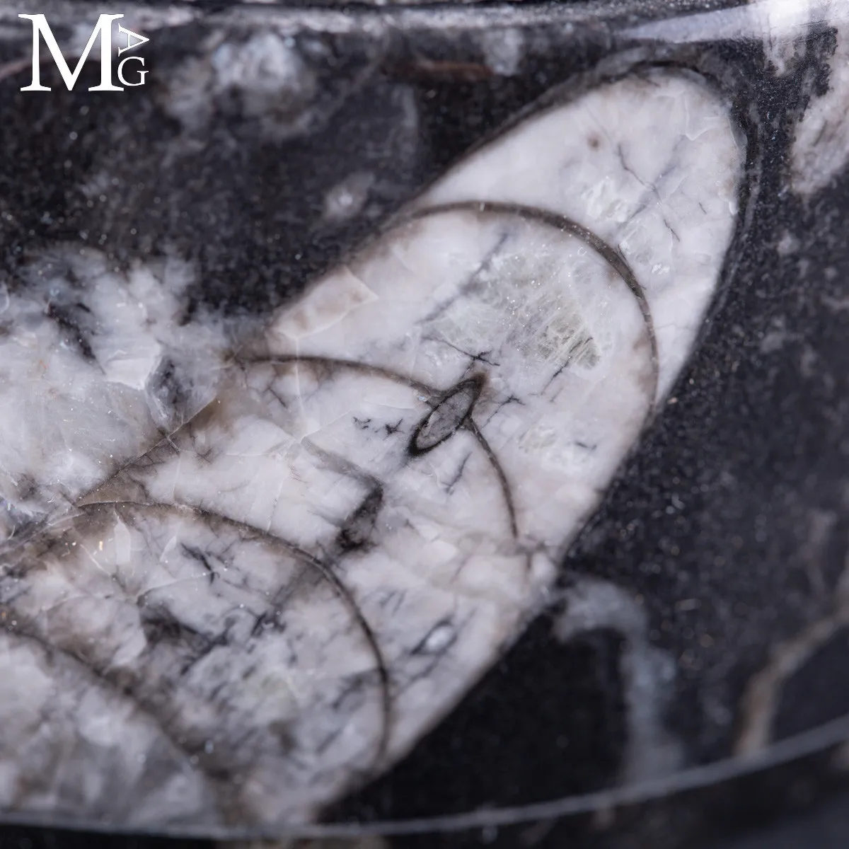Contenitore in Roccia fossilifera - Ammonite e Orthoceras