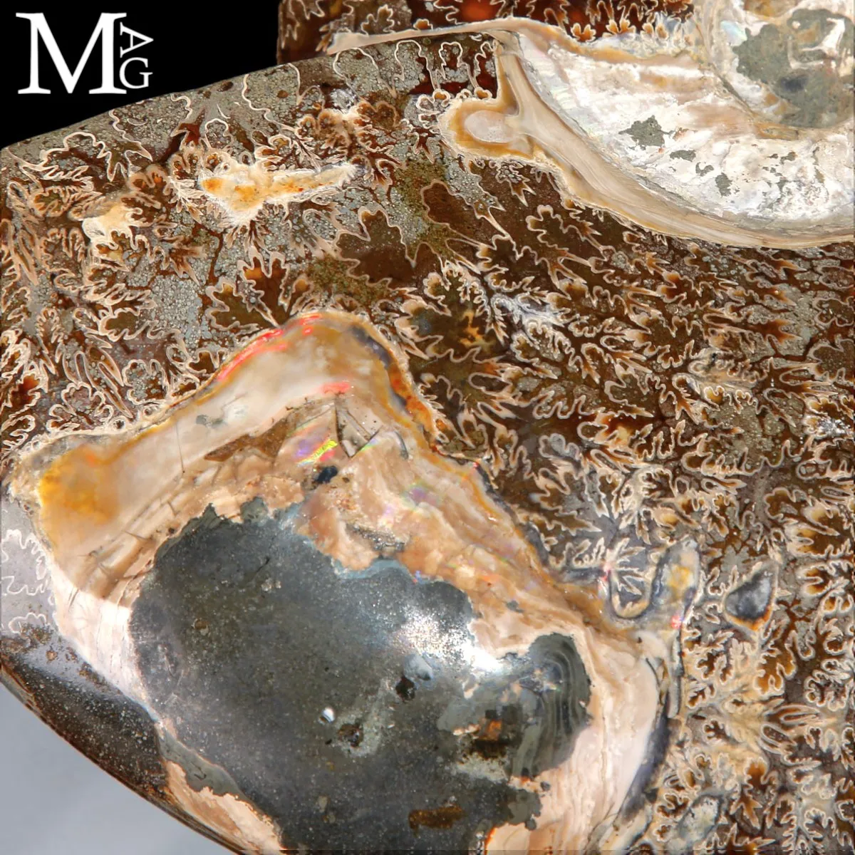 Ammonite Fossile – Cretaceo, Madagascar.