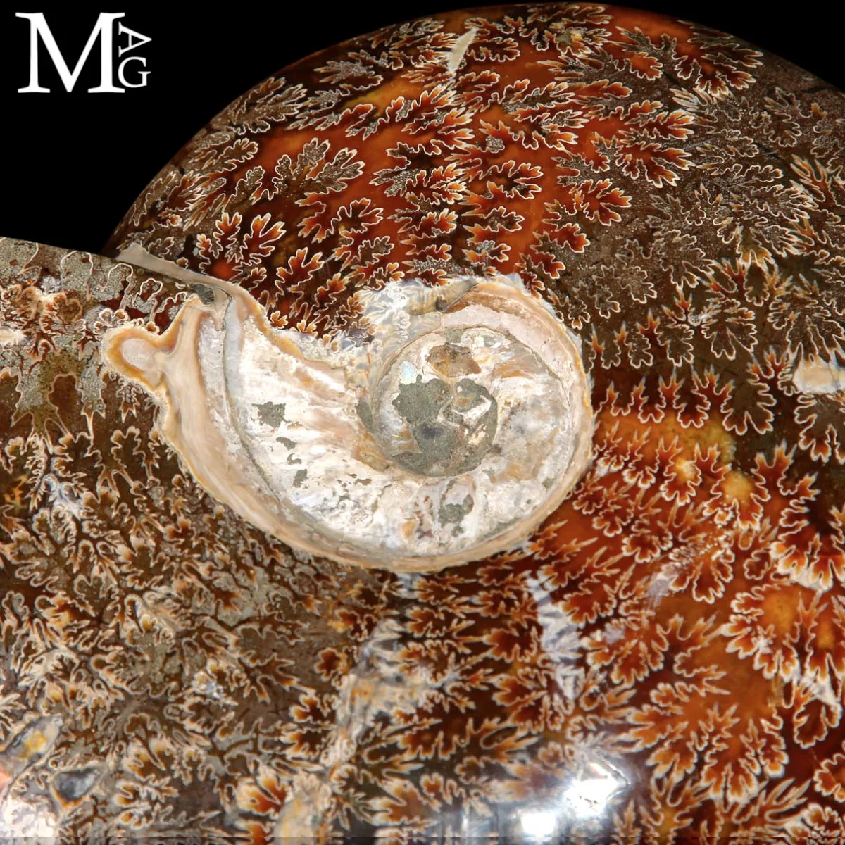 Ammonite Fossile – Cretaceo, Madagascar.