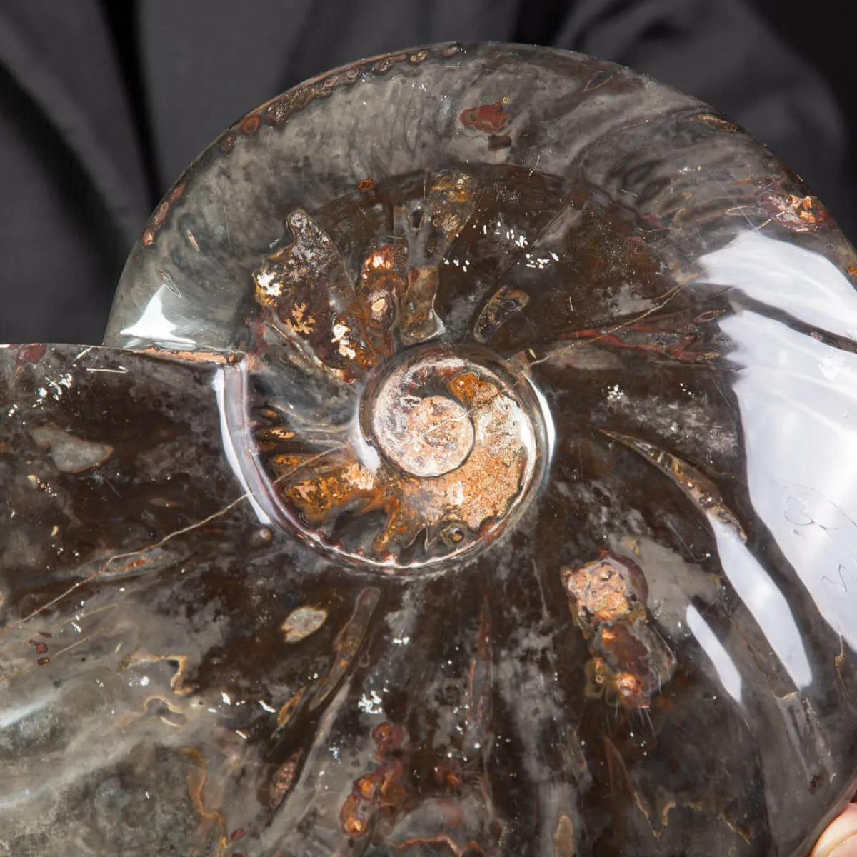 Splendida Ammonite Cleoniceras Nera Lucida.