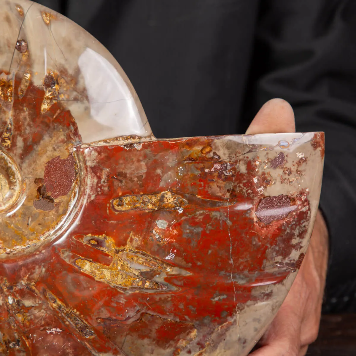Ammonite Fossile specie Cleoniceras Lucidata.