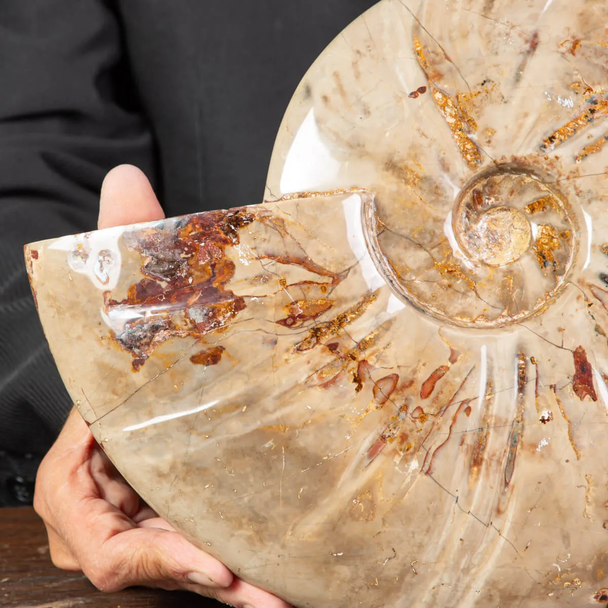 Ammonite Fossile specie Cleoniceras Lucidata.