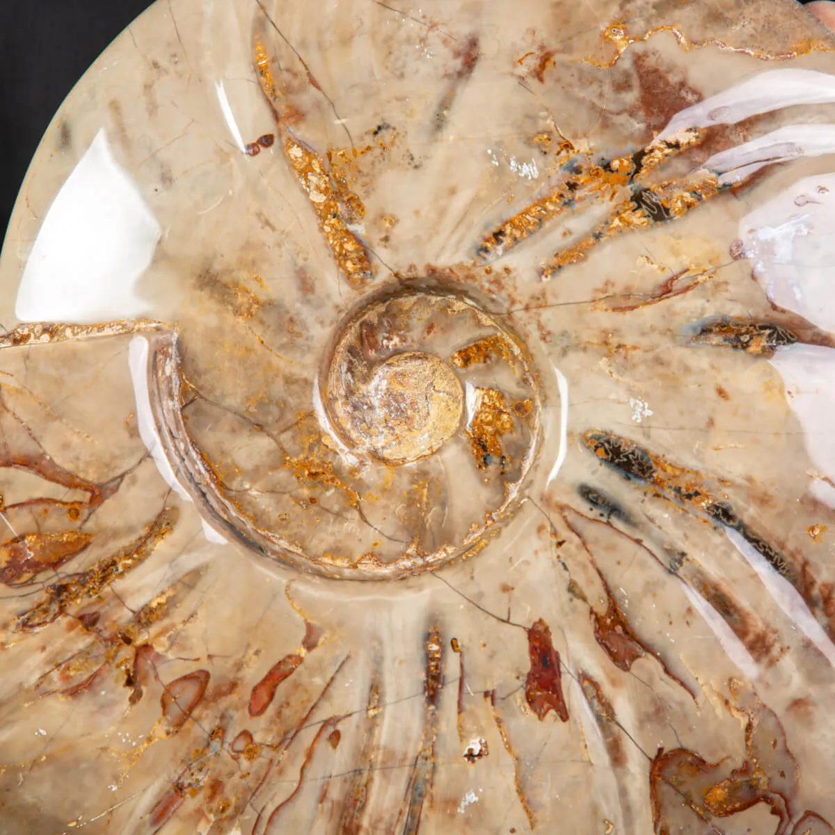 Ammonite Fossile specie Cleoniceras Lucidata.